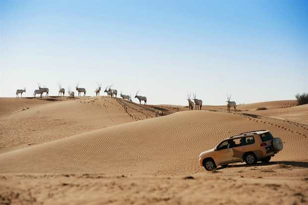 محمية دبي الصحراوية - اماكن سياحية في دبي