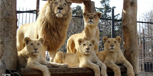 حديقة حيوانات تبليسي