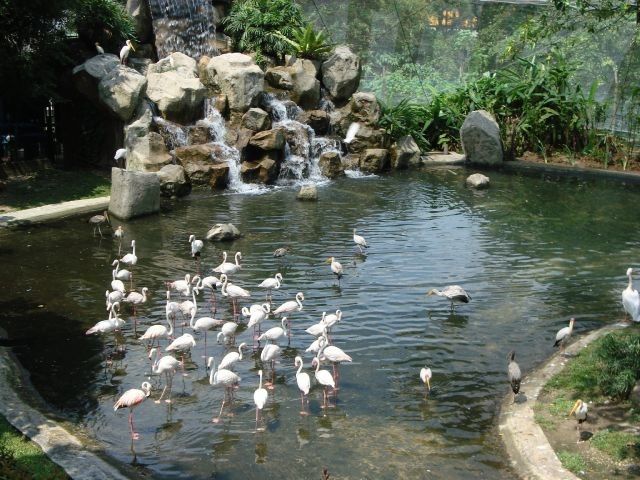 حديقة الطيور الرياض
