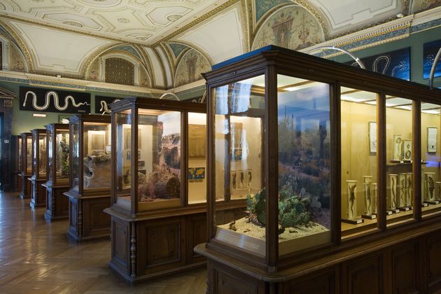 متحف التاريخ الطبيعي في فيينا