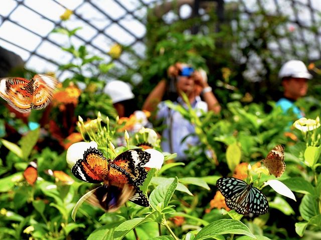 موقع حديقة الفراشات في بينانج