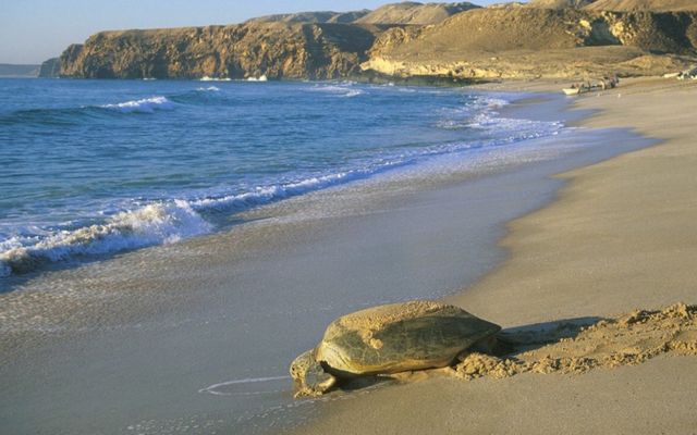 محمية السلاحف برأس الحد - سياحة الامارات