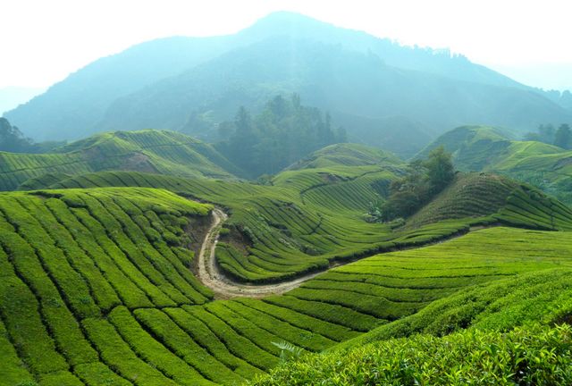 موقع مزارع الشاي في مرتفعات كاميرون