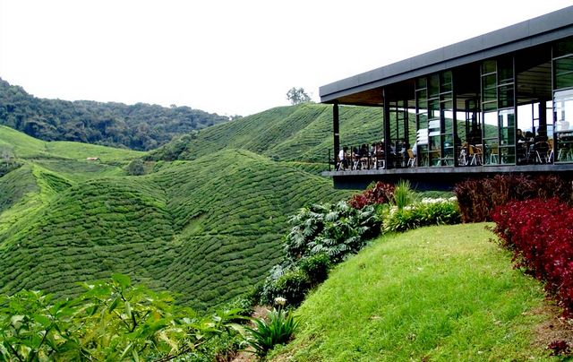مزارع الشاي في مرتفعات كاميرون