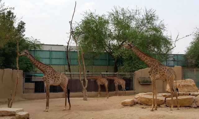 حديقة الحيوان في الرياض