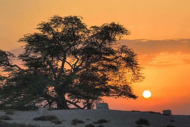 شجرة الحياة البحرين