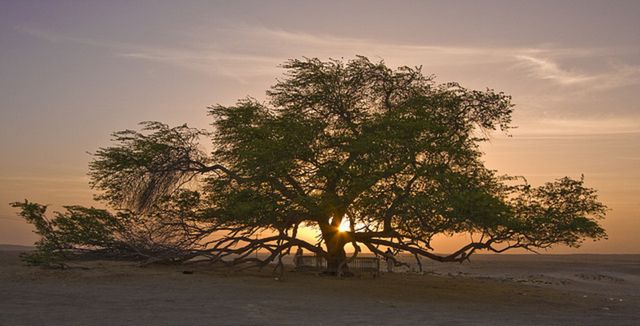 اين تقع شجرة الحياة في البحرين ام القرى