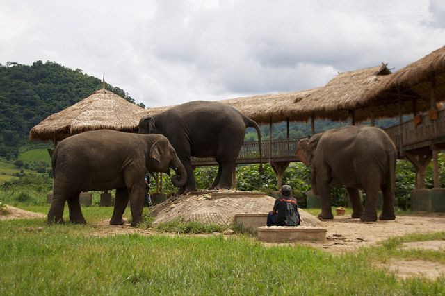 حديقة الفيلة في شنغماى