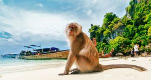 شاطئ القرد في كرابي