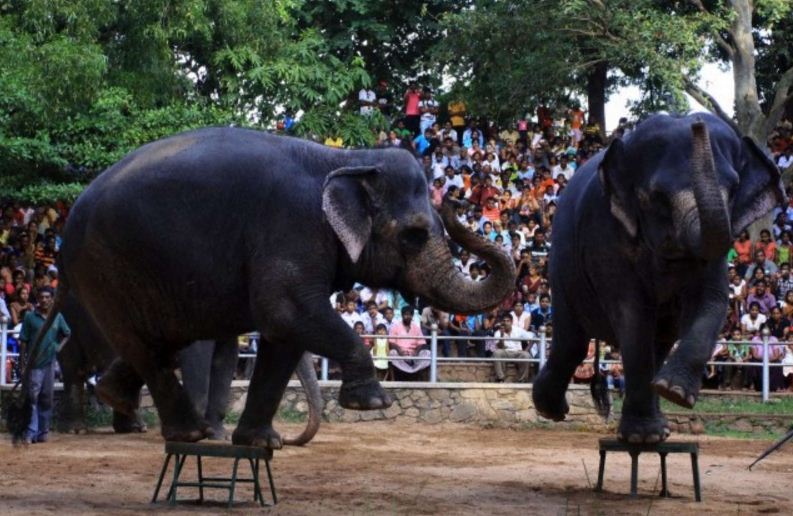 حديقة الحيوان في سريلانكا