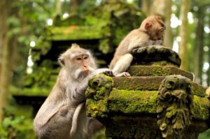 غابة القرود في بالي