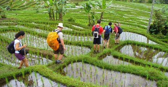 مزارع الأرز في بالي