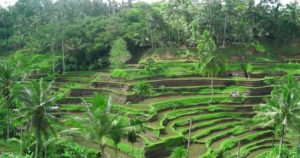 مزارع الارز في بالي