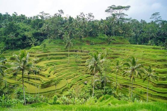مزارع الارز في بالي