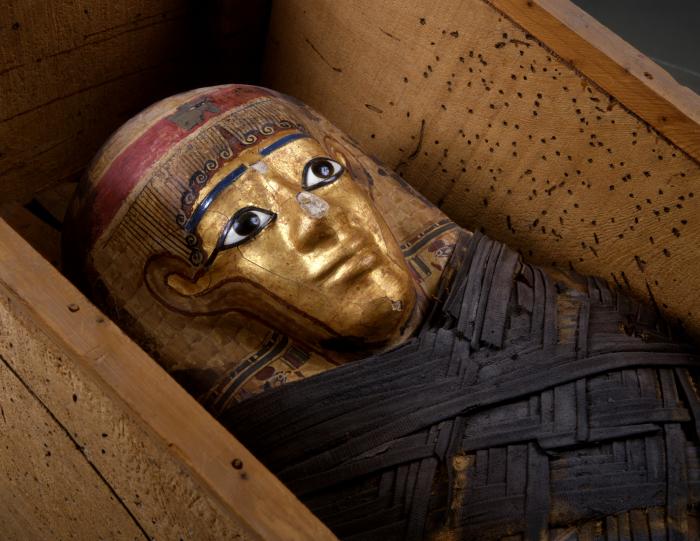 المتحف الميداني للتاريخ الطبيعي