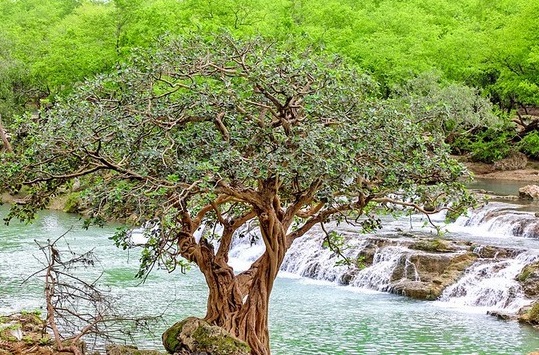 فنادق في سلطنة عمان