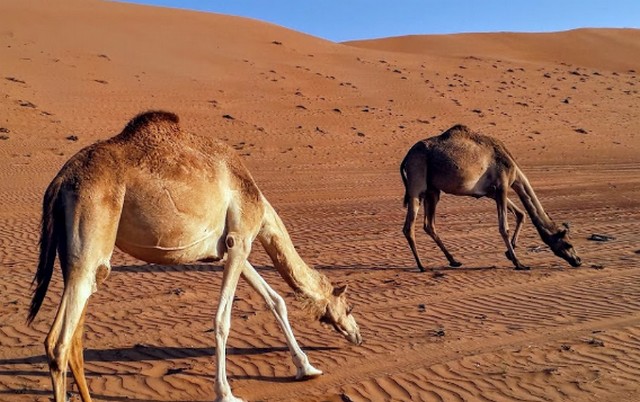 رمال وهيبة سلطنة عمان