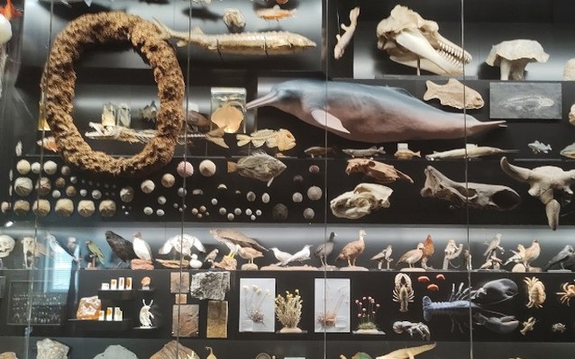 متحف سنكينبيرج للتاريخ الطبيعي