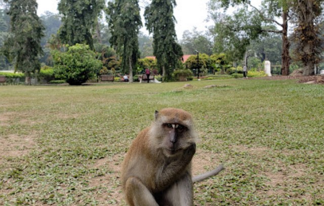 موقع حديقة القرود بينانج