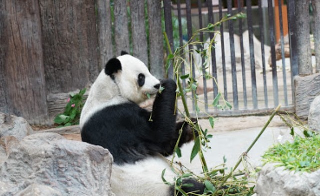 موقع حديقة حيوانات شنغماي