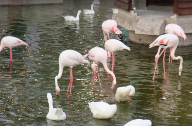 موقع حديقة حيوانات الدوحة قطر