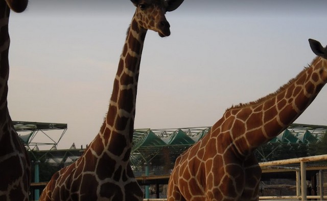 حديقة حيوانات الدوحة بقطر